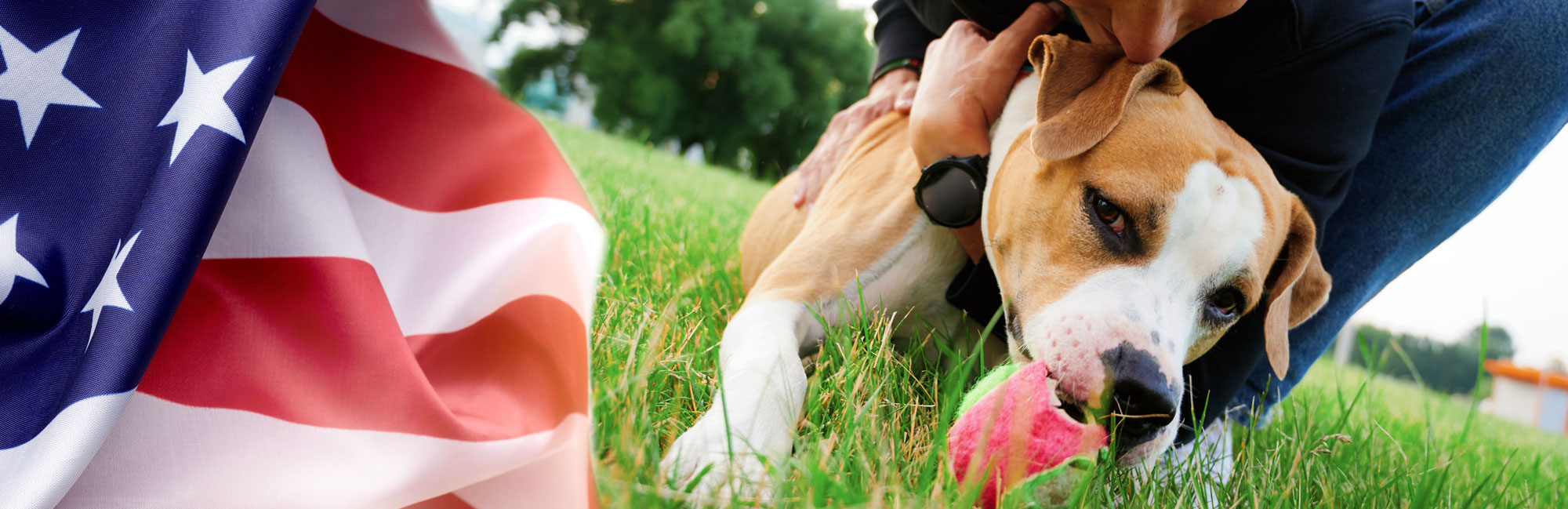 A happy dog playing on artificial grass, biting a red toy while being petted by its owner.
