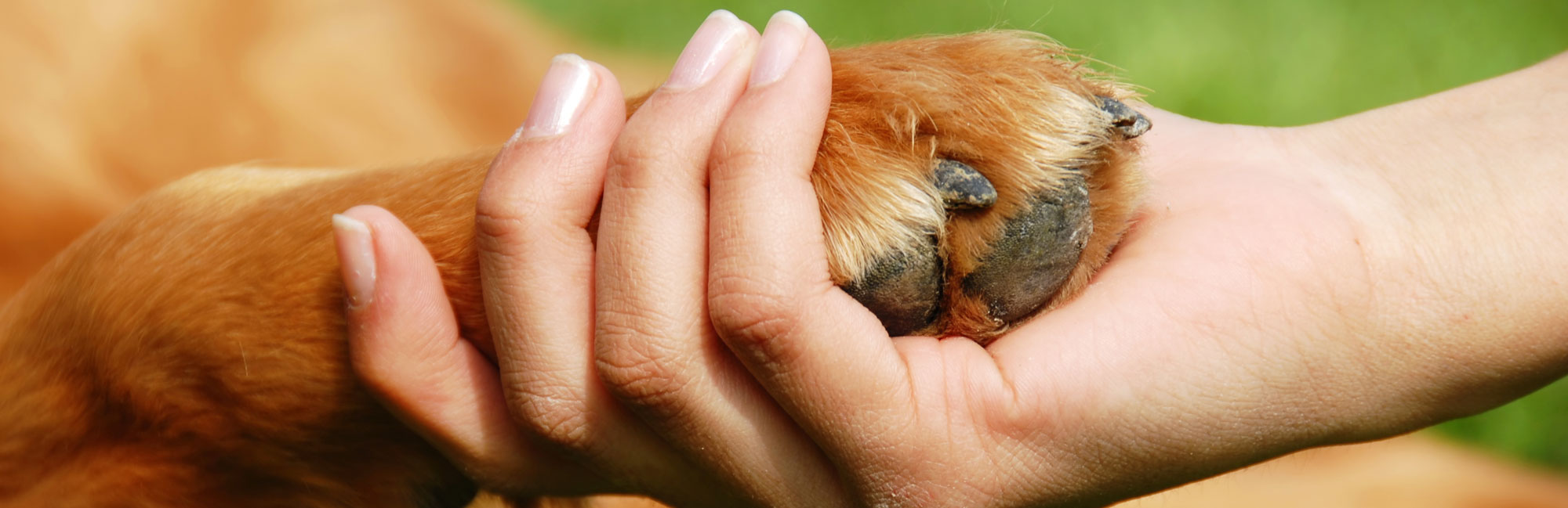Gentle hands cradling a small puppy, highlighting warmth, care, and the special bond between humans and pets.