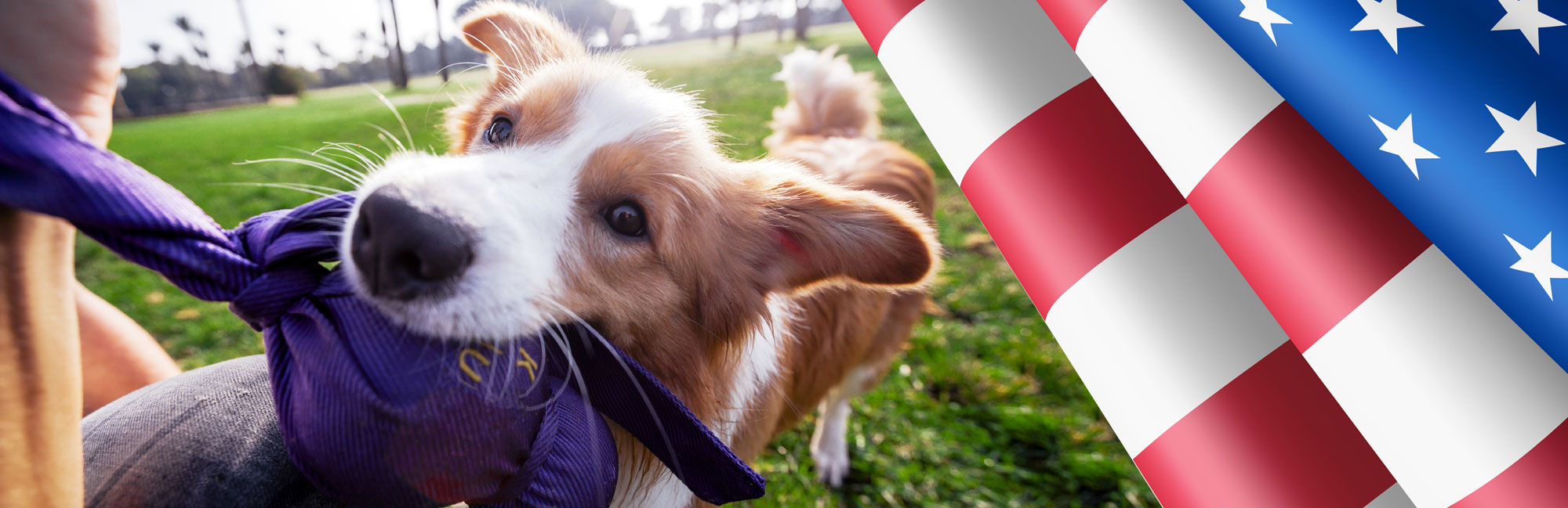 A corgi dog playfully tugging on fabric near an American flag on a sunny field.